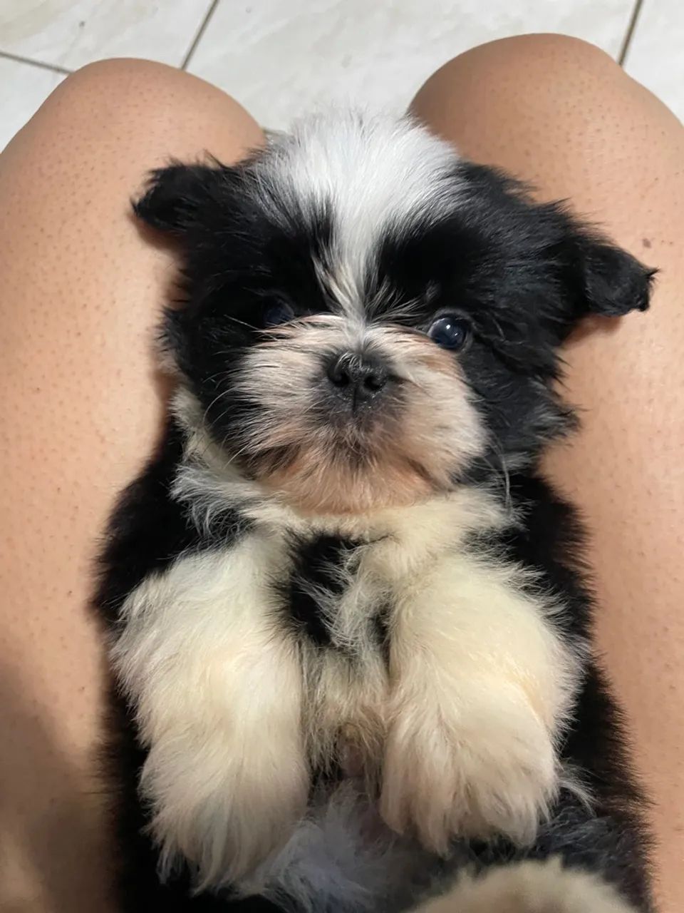 Filhote de shih tzu  - Foto 2