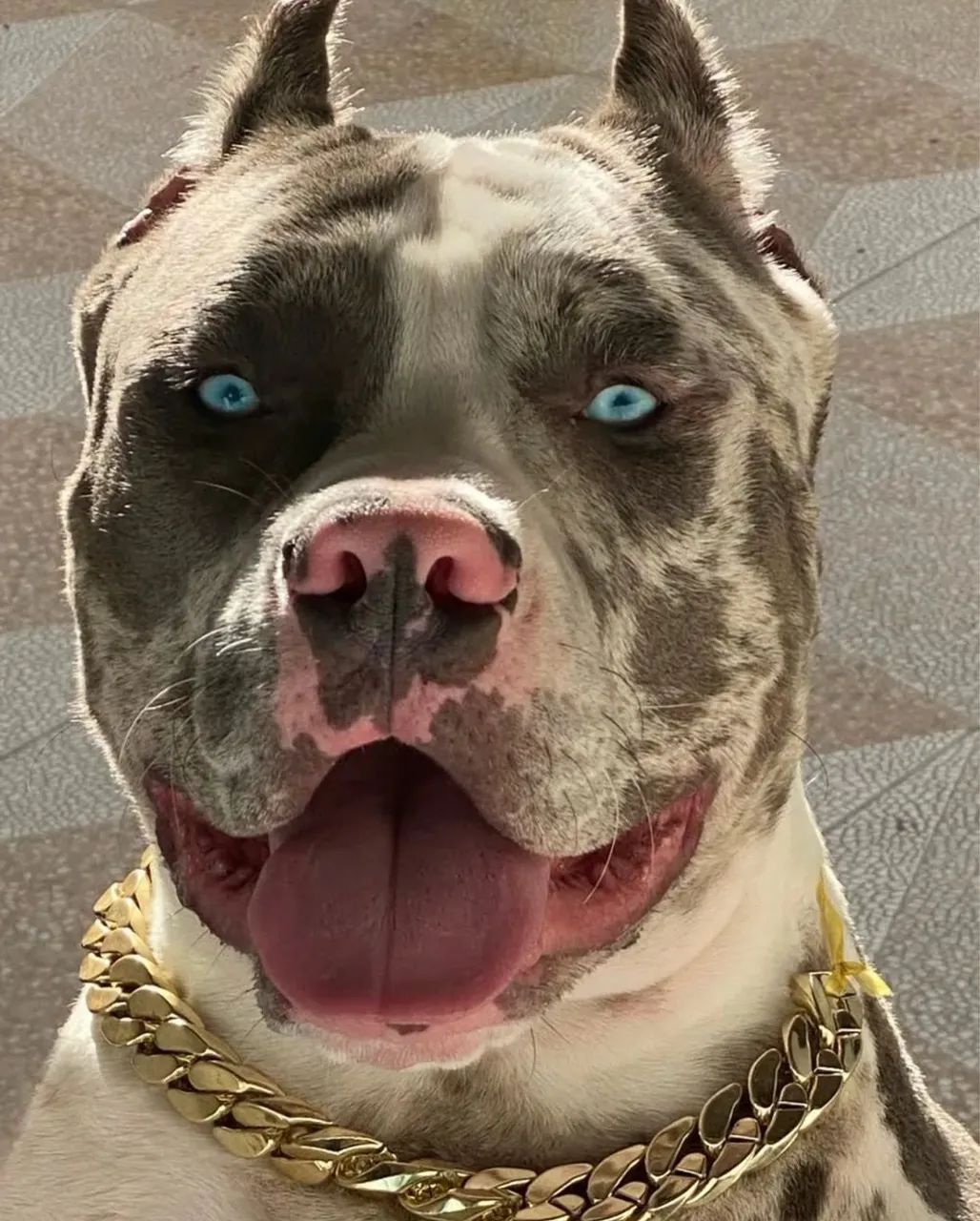 American bully c/ Pedigre 