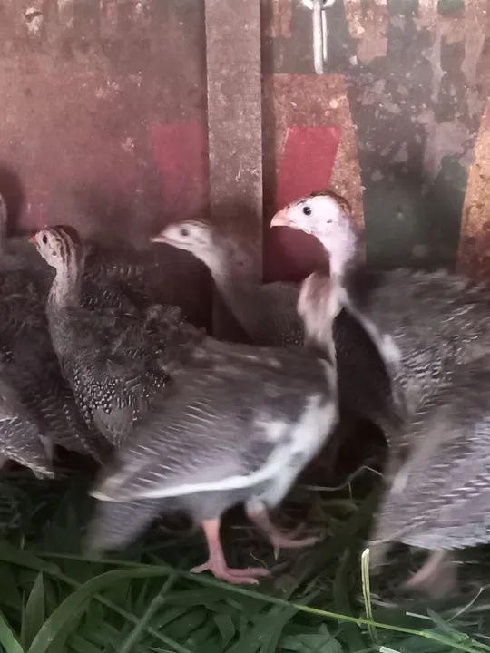 Galinhas dangola à venda  - Foto 3