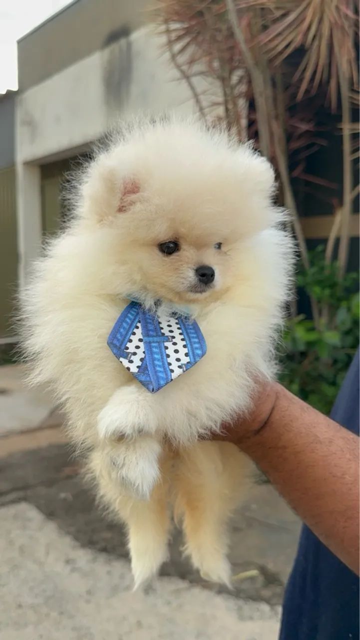 Lulu da pomerania - Fofo e Carinhoso - Foto 2