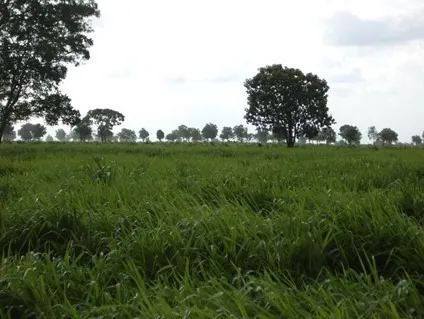 Fazenda 34.440 Alqueires, Rica em Água com 40 Represas, 40 Lagos e Rio Cortando a Propried - Foto 3