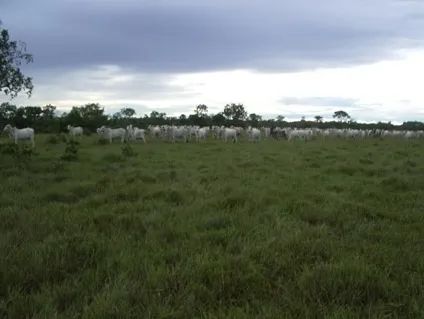 Fazenda 34.440 Alqueires, Rica em Água com 40 Represas, 40 Lagos e Rio Cortando a Propried - Foto 4