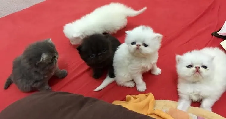 Persa - Pelúcia de Patas!