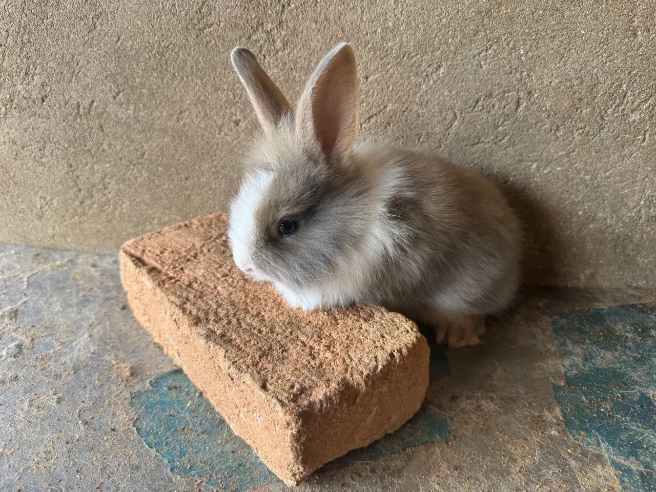 Coelhos à venda  - Foto 2