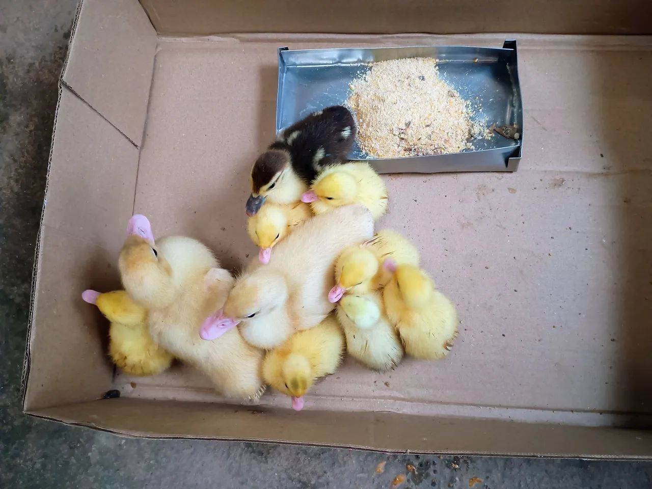 10 Patinhos  - Foto 2