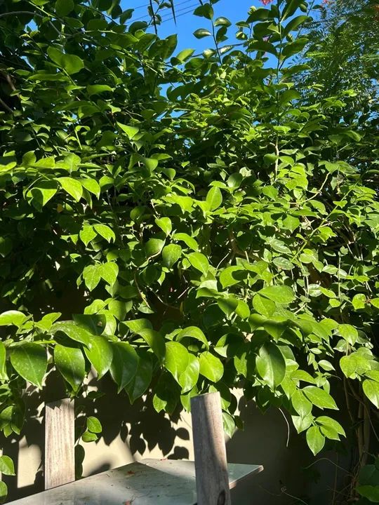 Ora-pro-nobis/ Pereskia aculeata - Foto 4