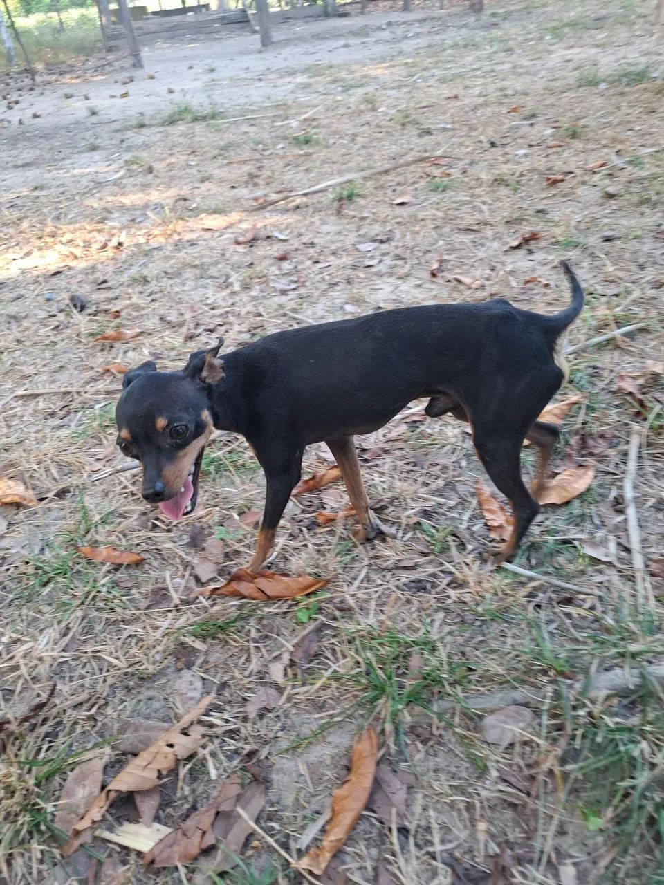Pinscher
