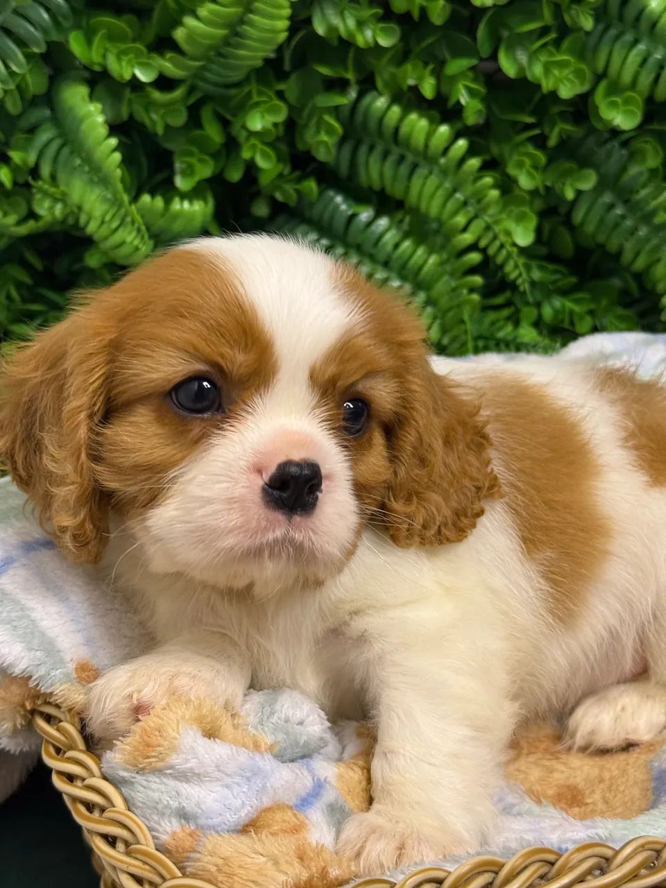 Cavalier King Charles Spaniel