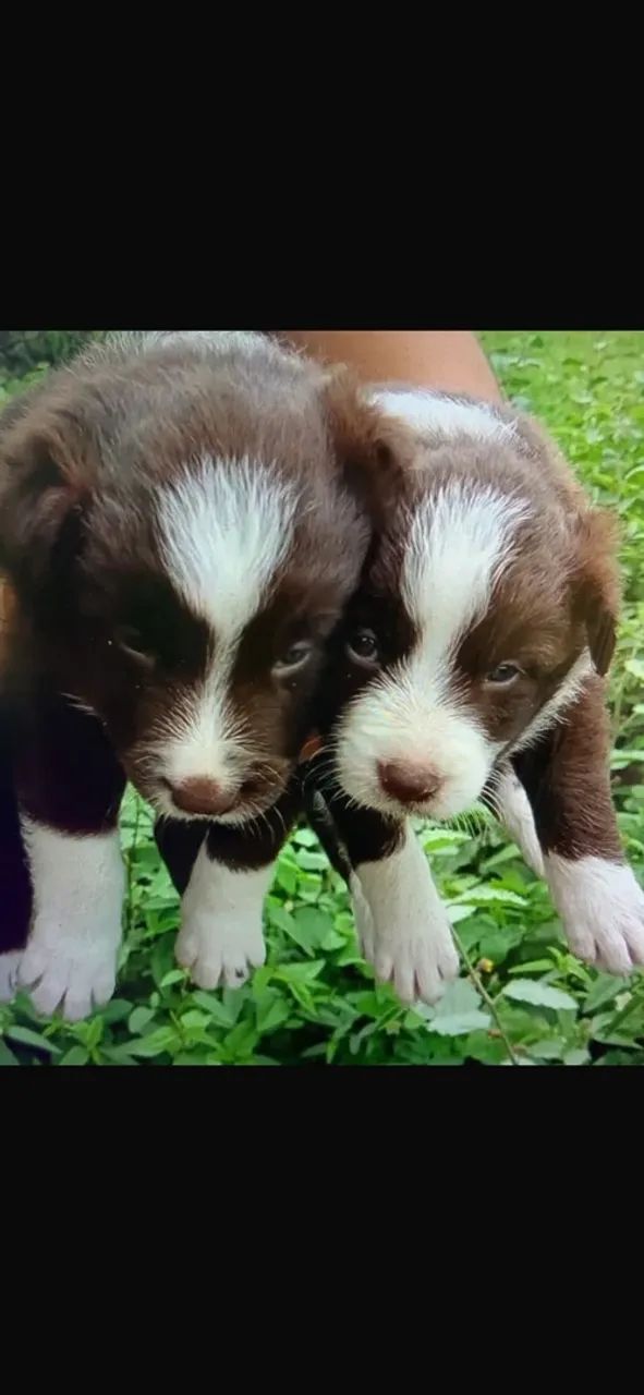 Bander collie  - Foto 5