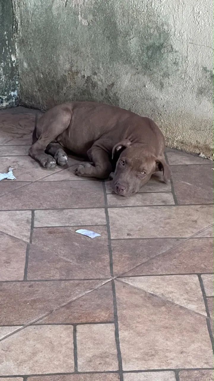 Filhotes de pitbull  - Foto 3