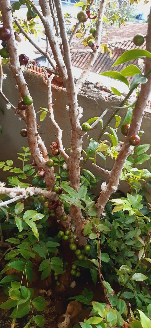 Pé de jaboticaba frutífero  - Foto 3