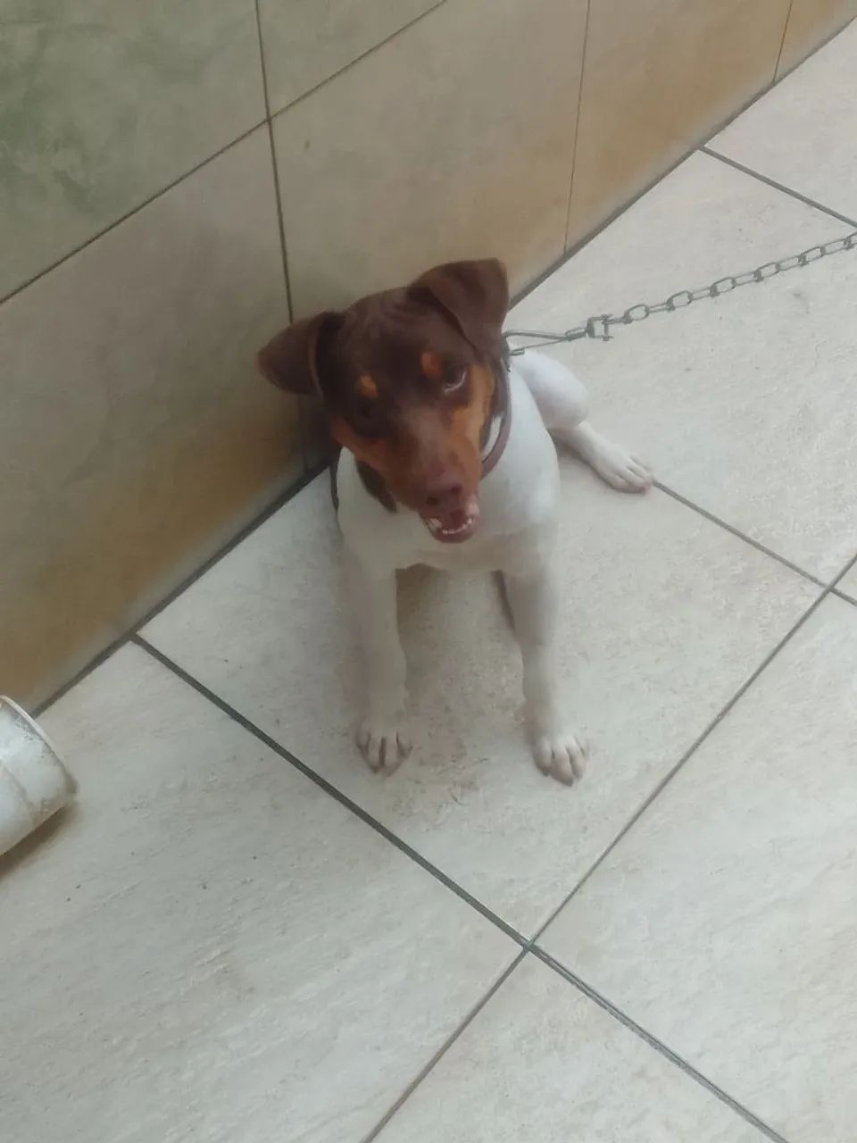 vende se for Paulista  - Foto 5