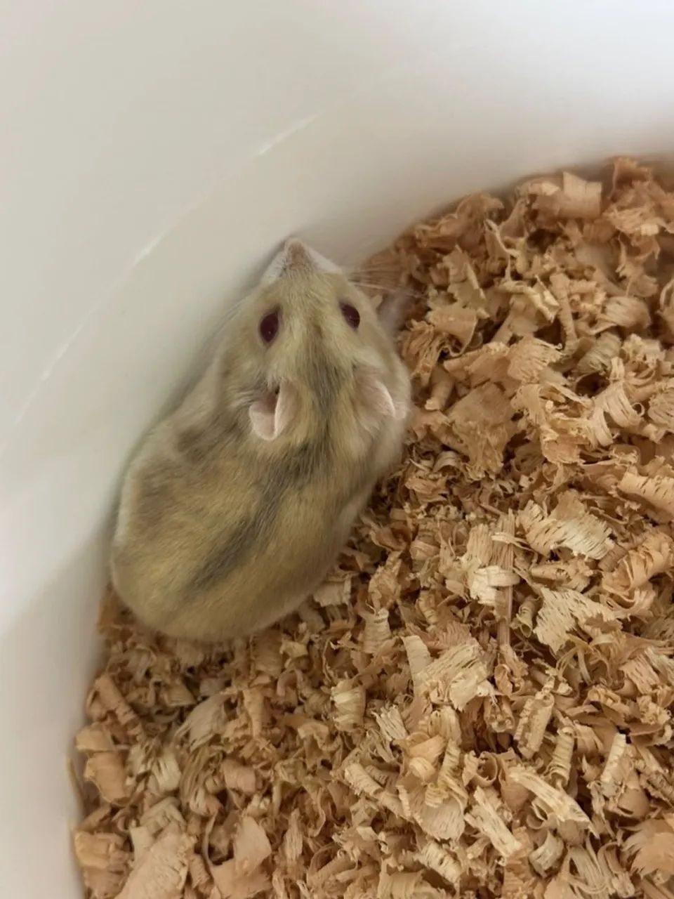 MATRIZ hamster russo - Foto 3