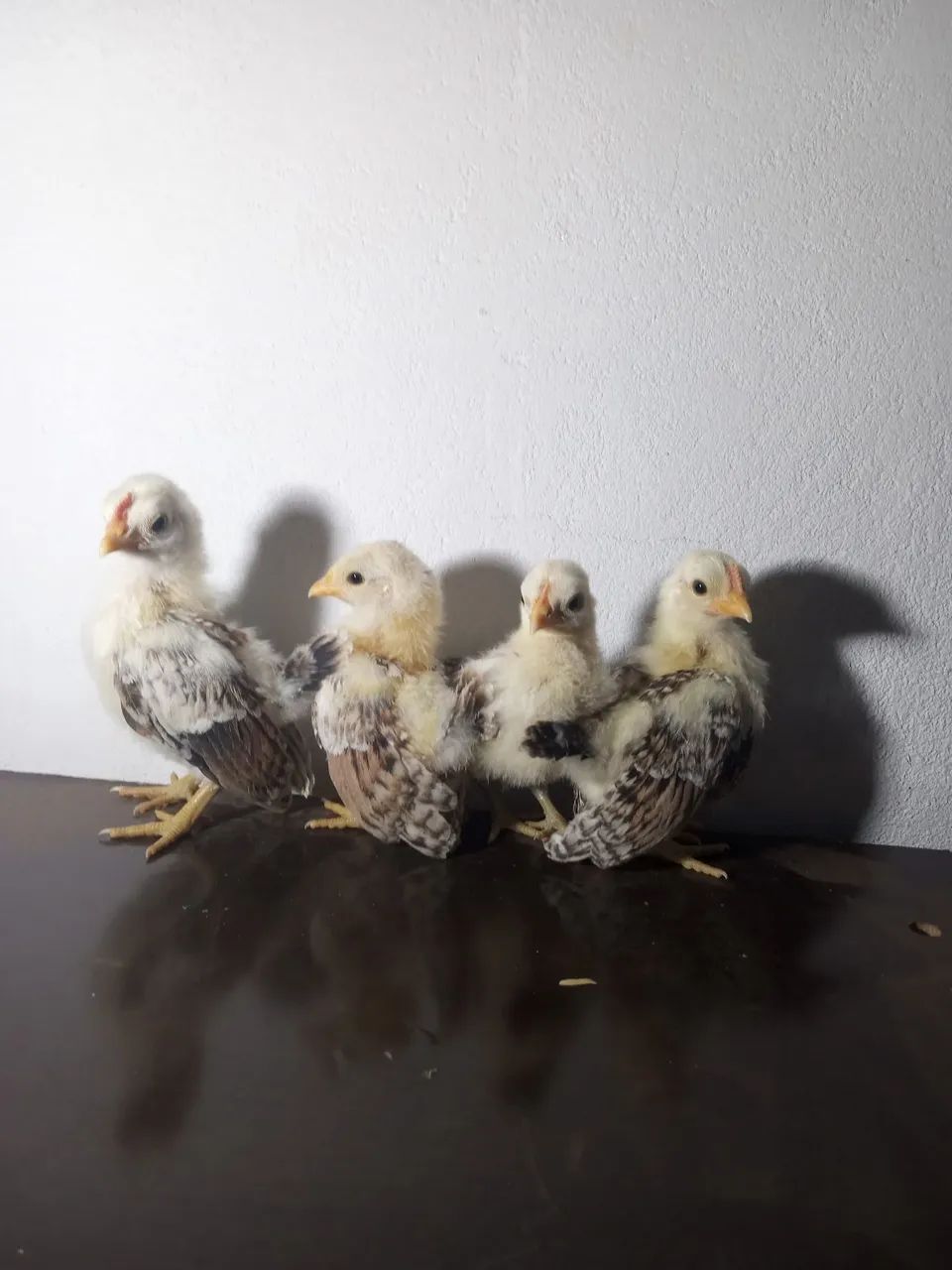 Casal de  Serama ótimo padrão genético 