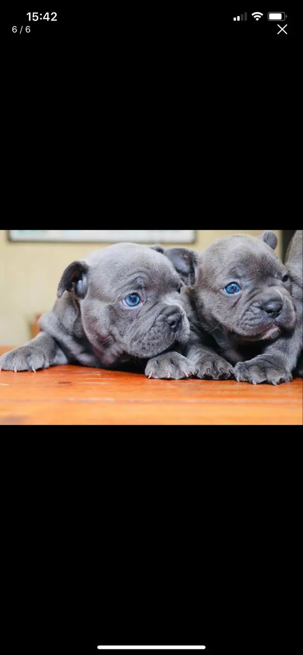 Bulldog francês Blue  - Foto 2