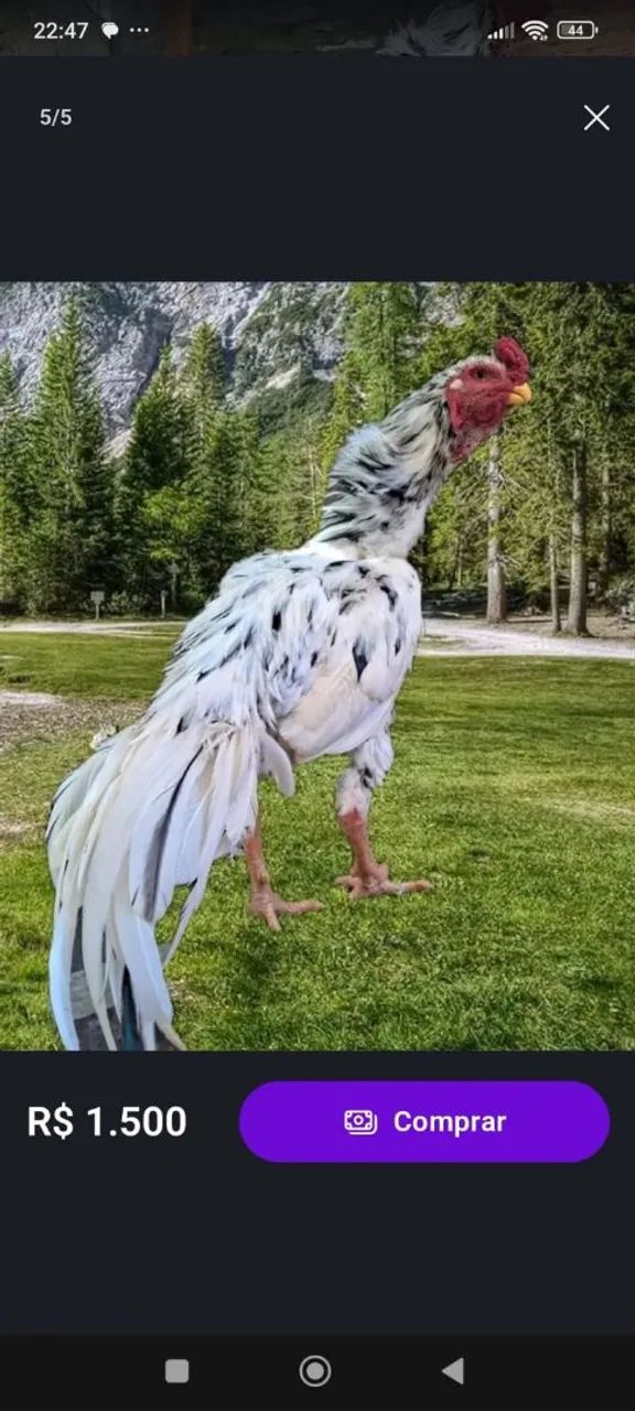 GALO ASSEL BICO CURTO (PINTADO)