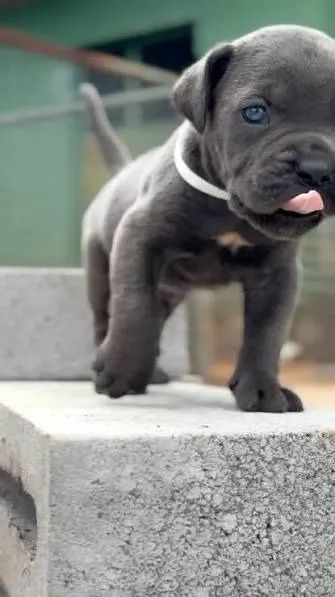 Cane corso filhotes 