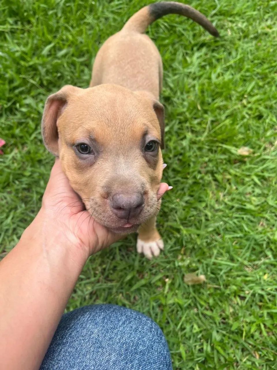 Pet