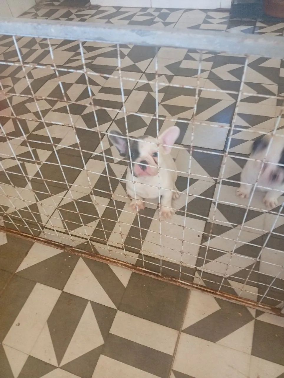 Vendo filhote de buldogue francês com 60 dias - Foto 6