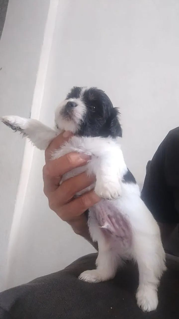 Filhotes de cachorro lhasa - Foto 2