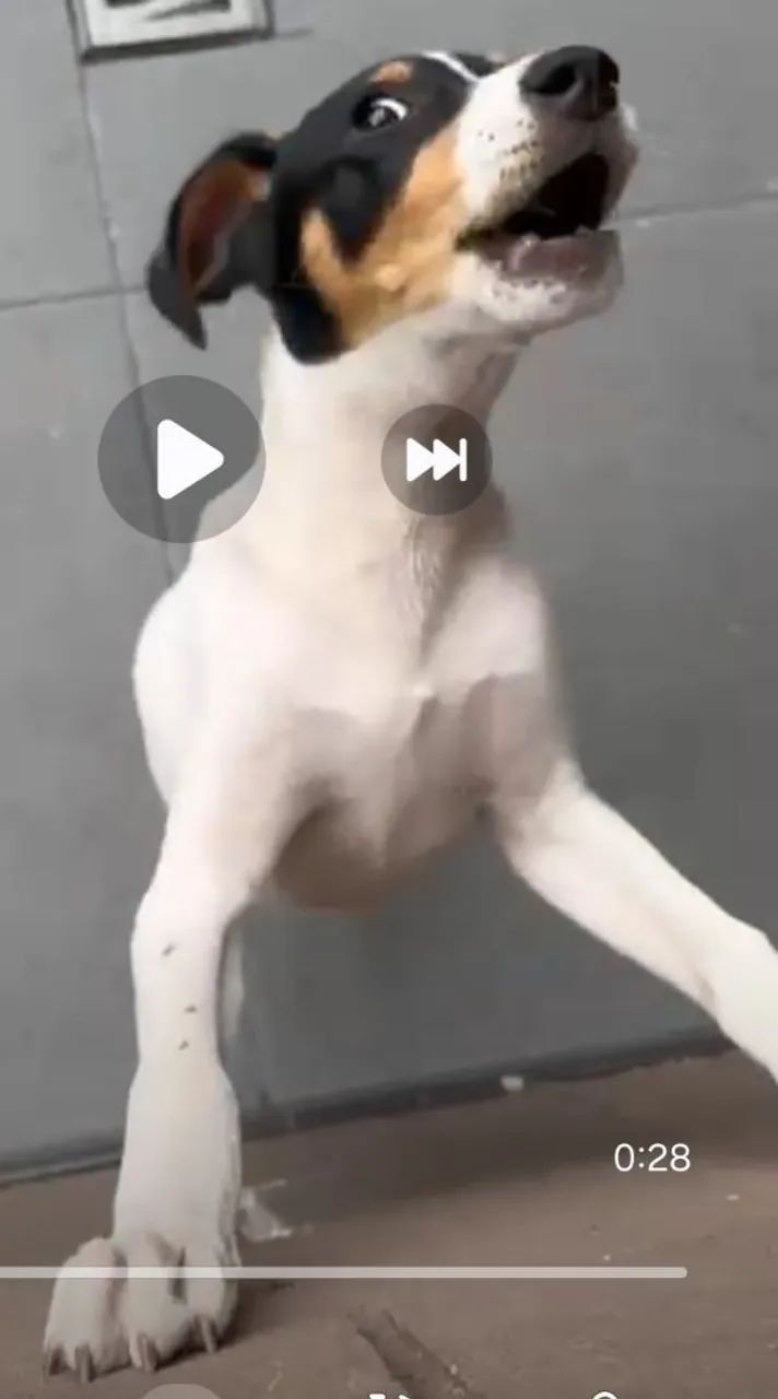 Doa se lindo cachorrinho,  4 meses, vermifugado, vacinado  -Mooca SP - Foto 2