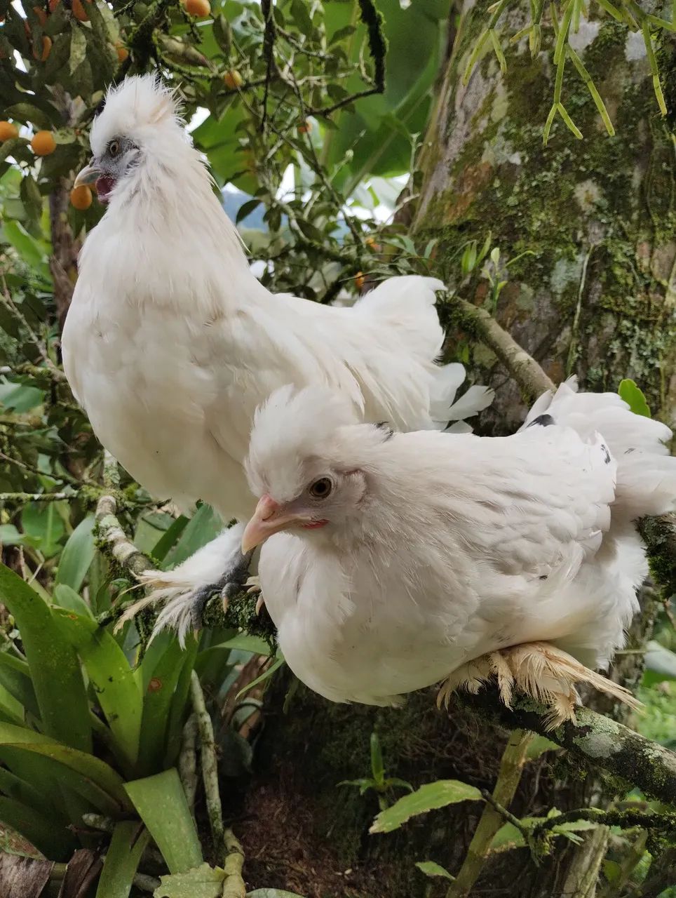 Galinha e galo  - Foto 4