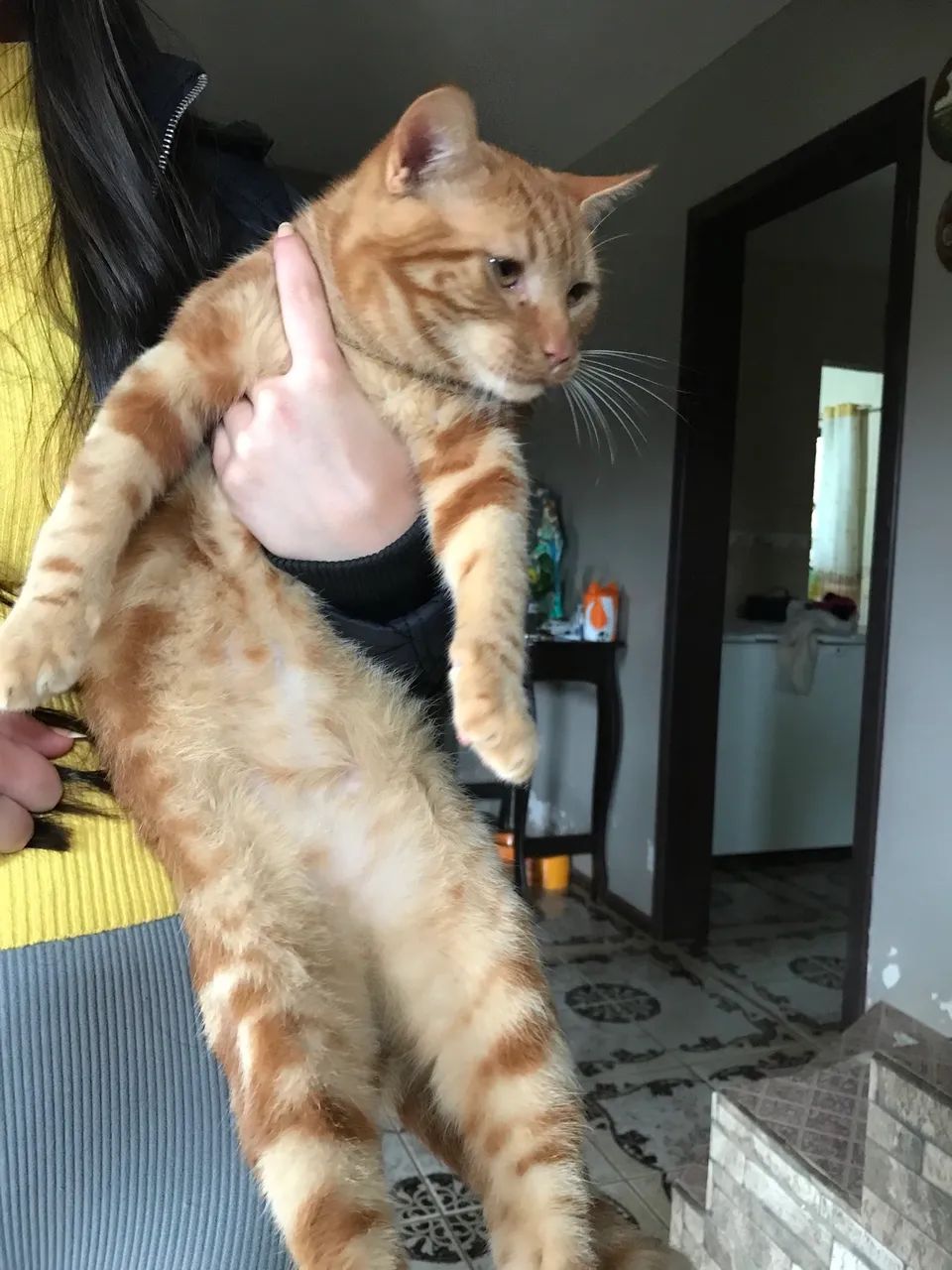 Doa-se Gato Laranja Macho - Gatos - Área Rural, Quatro Barras ...