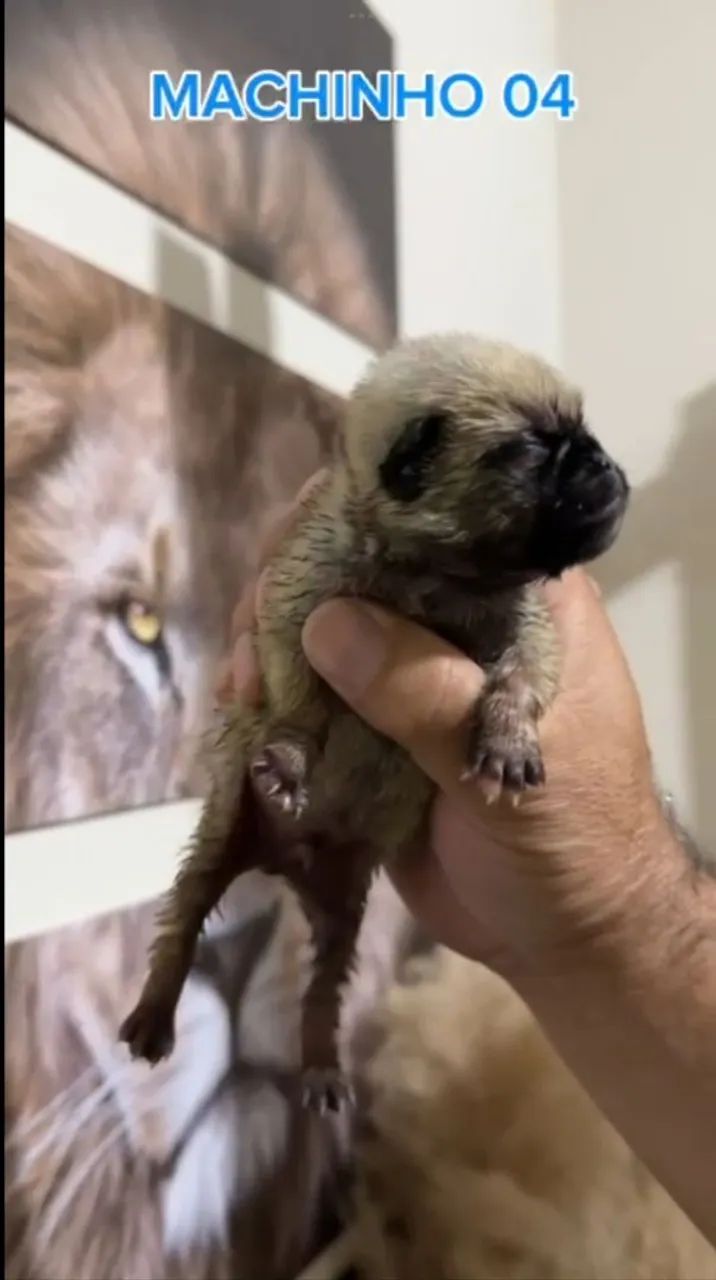 Pug  - Foto 3