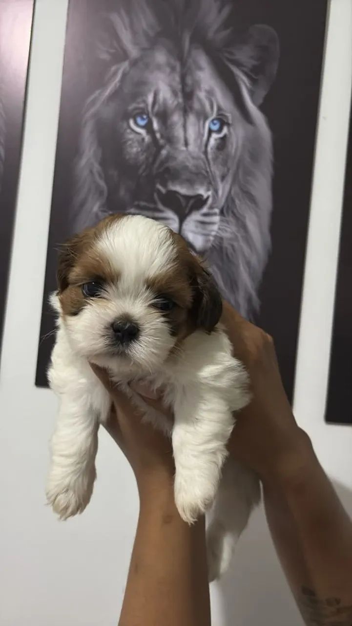 Shih-tzu - Foto 5