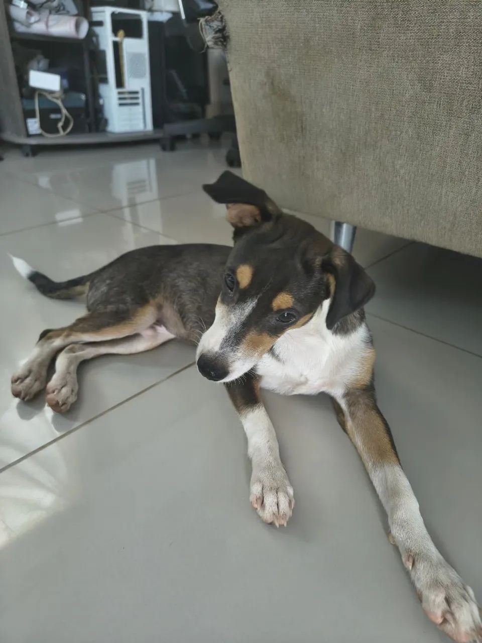 Filhote pra adoção  - Foto 3