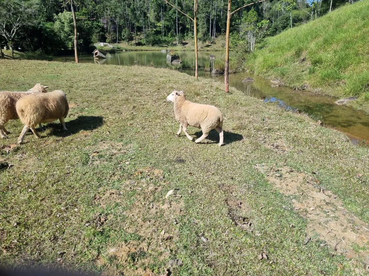 Reprodutor carneiro Texel - Foto 4
