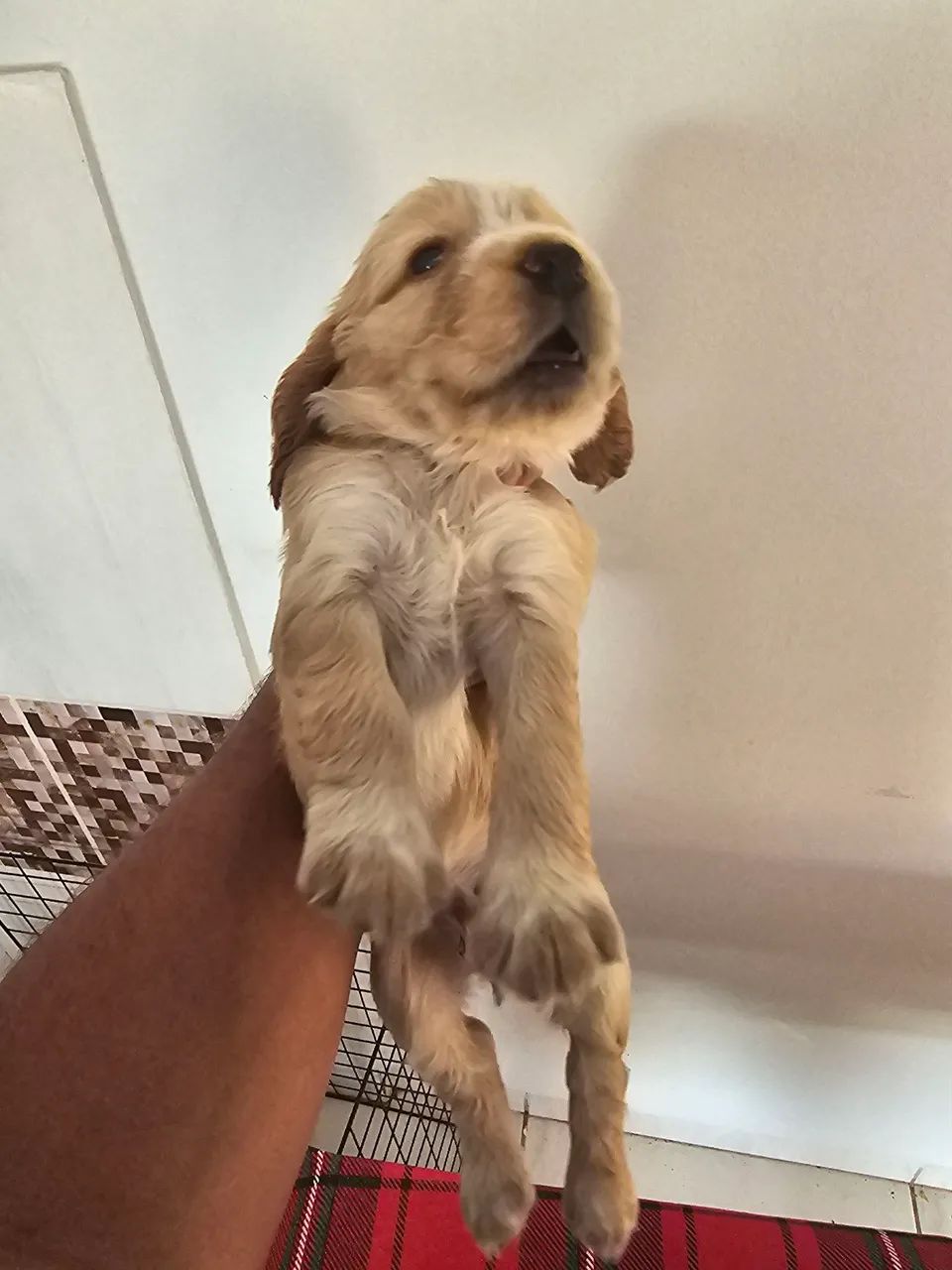 Filhotes cocker spaniel , apenas macho - Foto 5