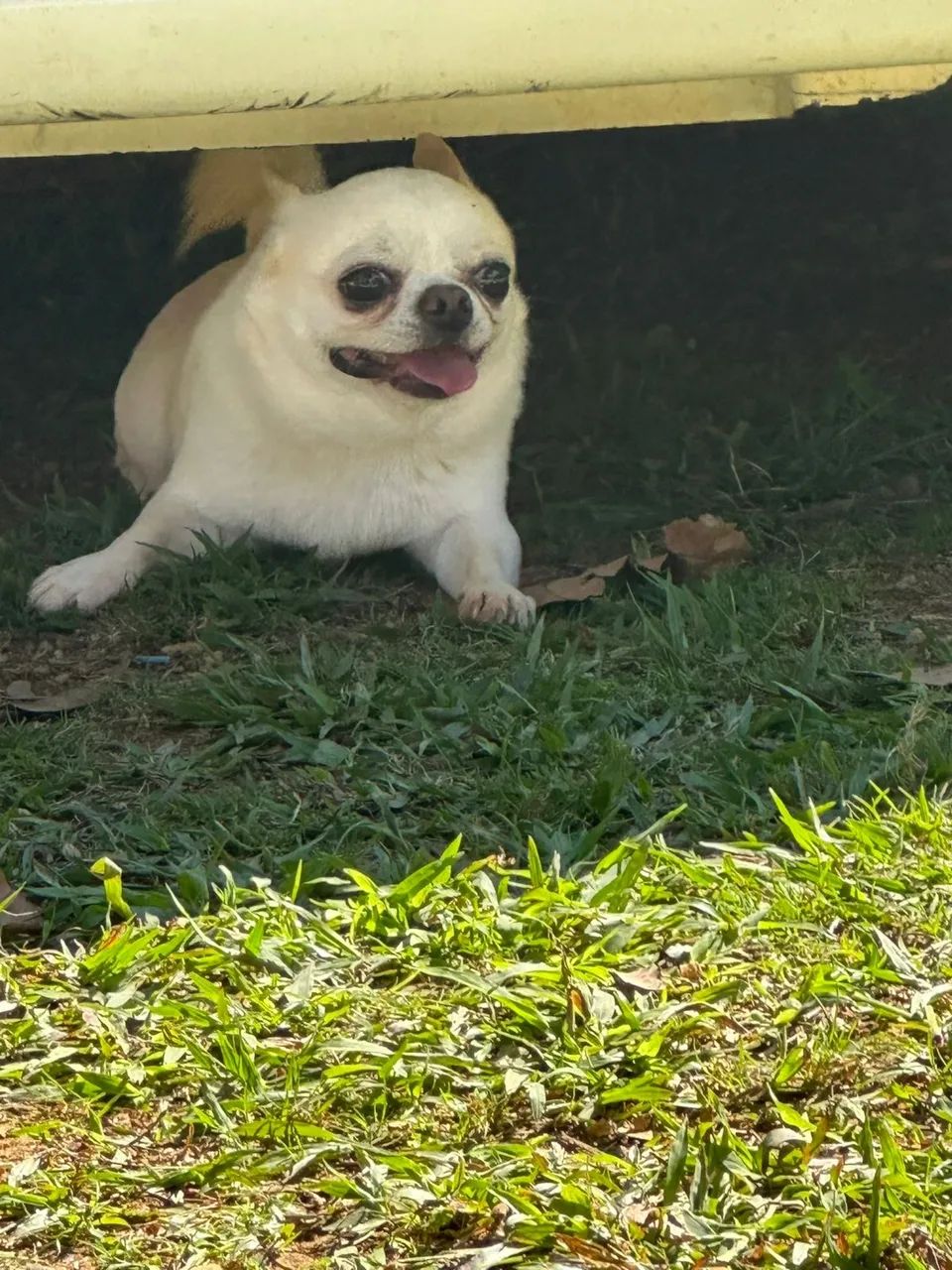 Chihuahua macho  - Foto 3