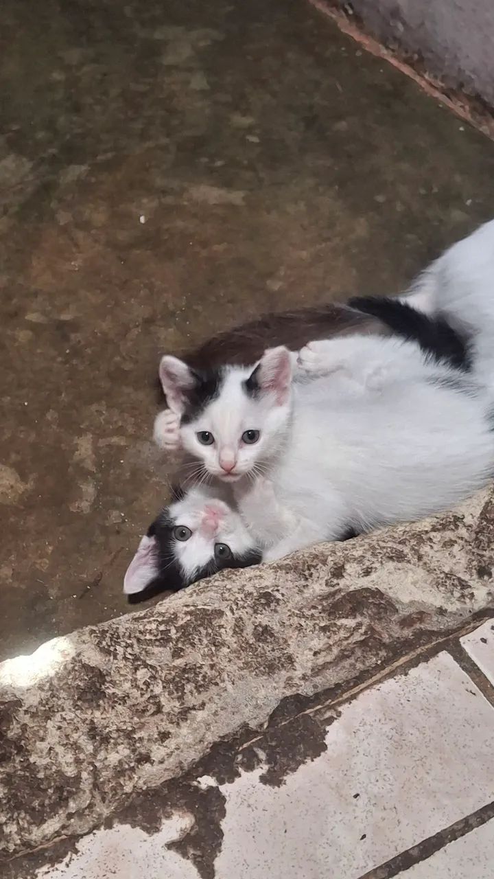 Gatas para doação  - Foto 2