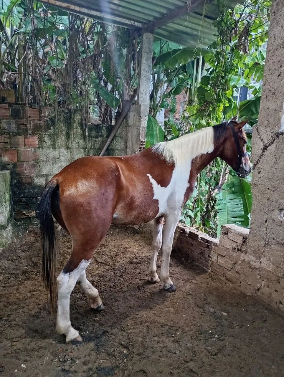 Cavalo  - Foto 5