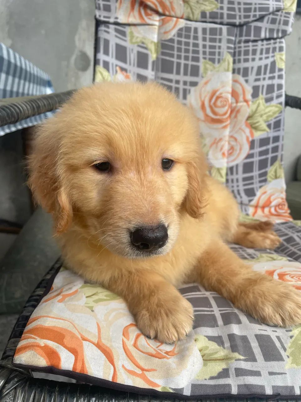Cachorro  - Foto 3