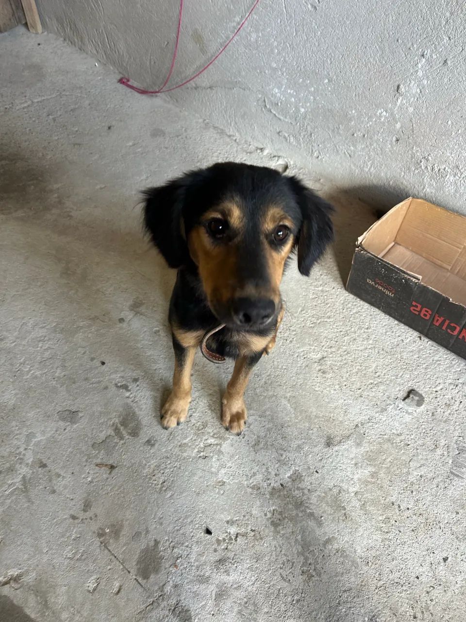 Doação cachorro macho  - Foto 3