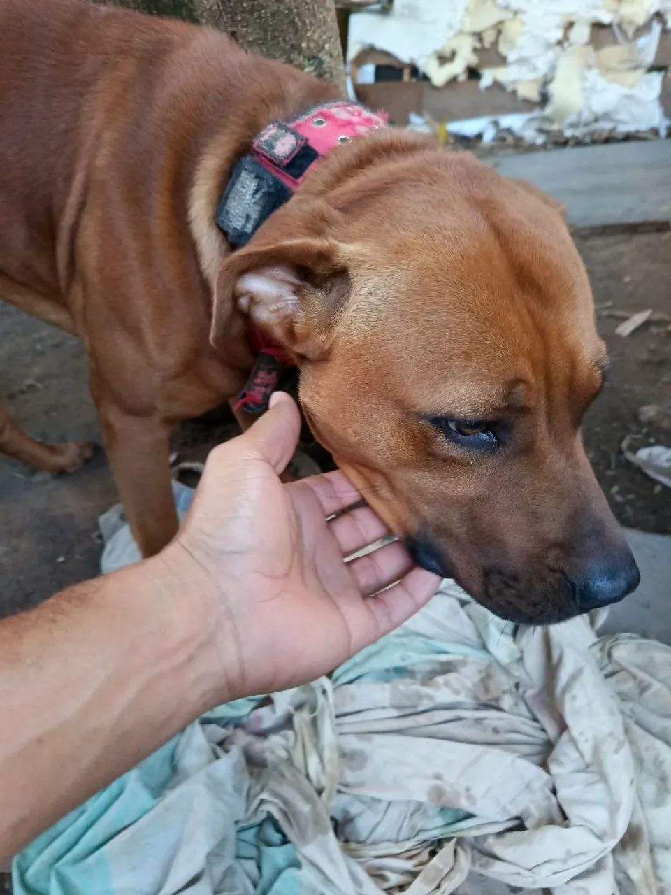 Doação cachorro  - Foto 3