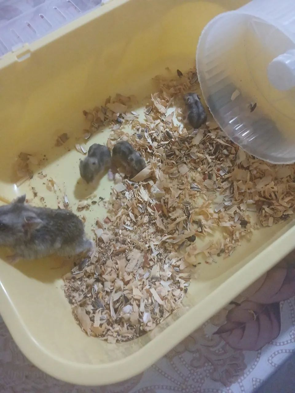 Hamster filhote - Foto 4