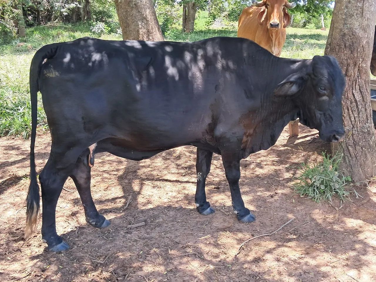 Vendo vacas solteiras - Foto 3