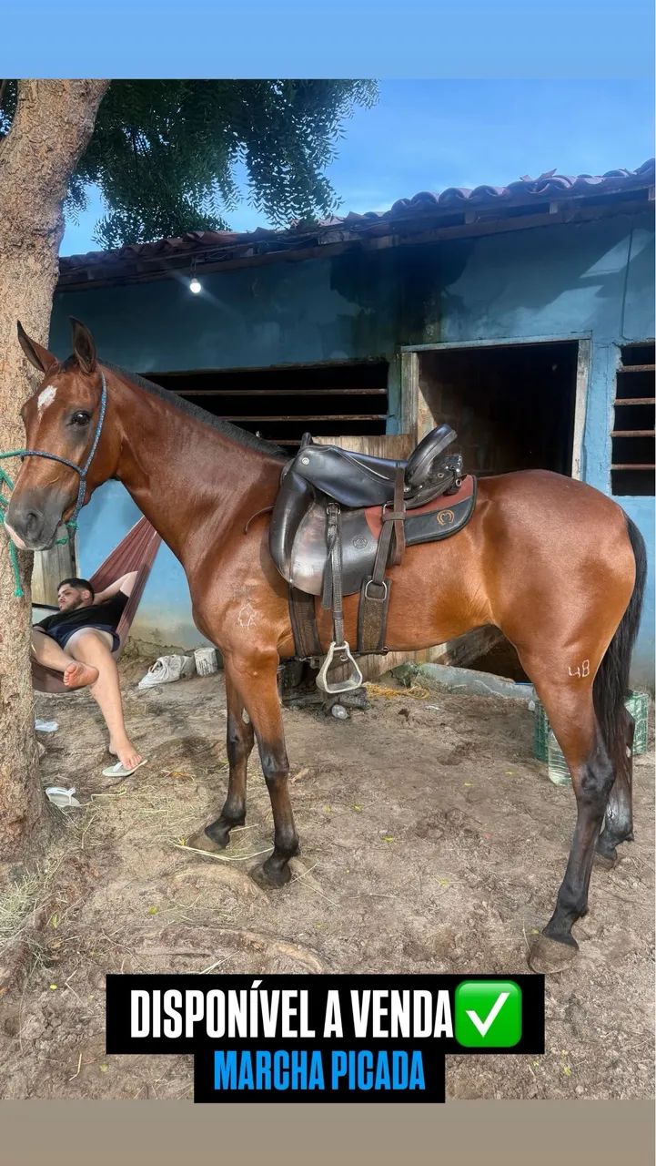 Éguas mangalarga 