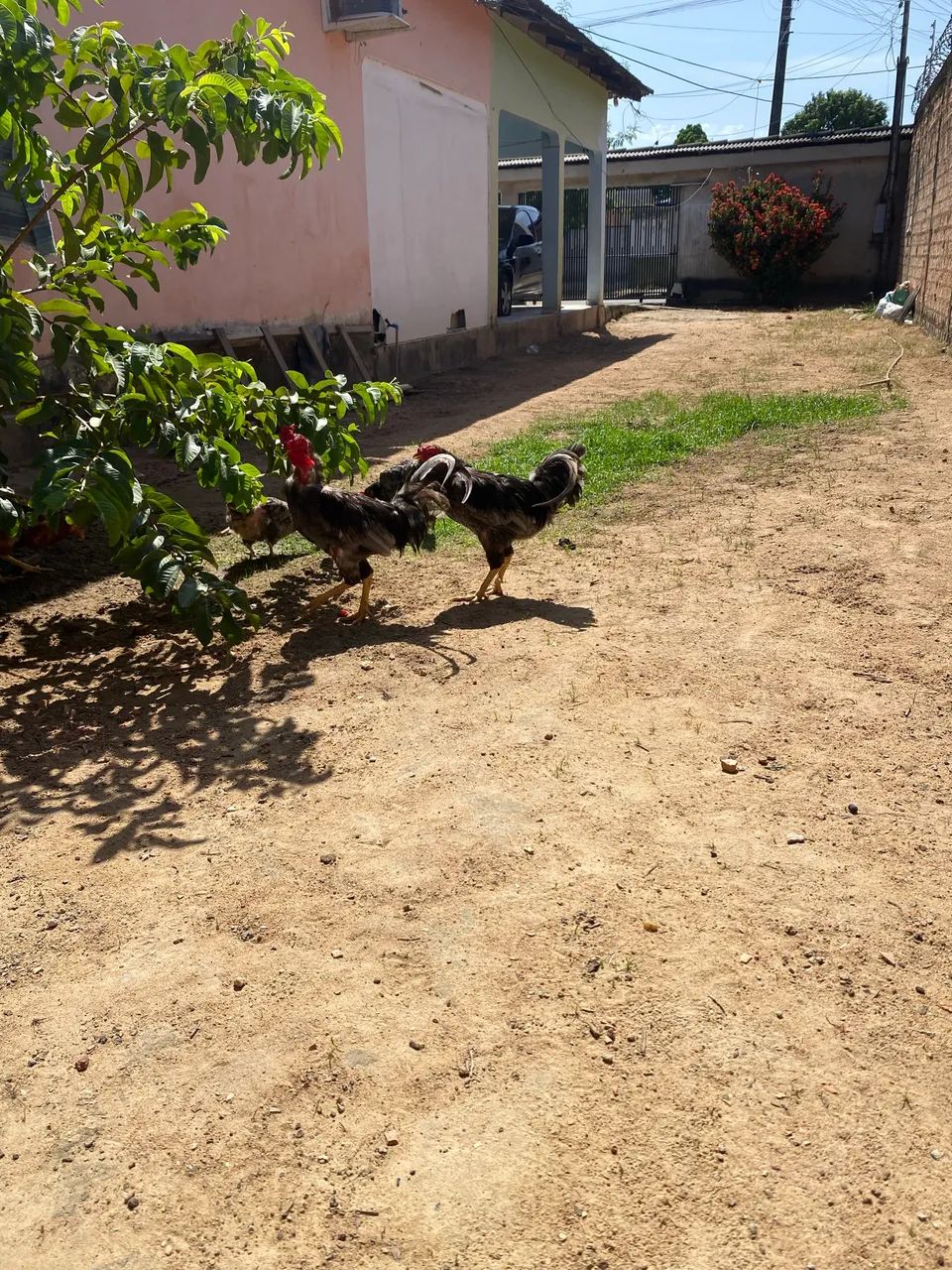Vende-se galo caipira  - Foto 2