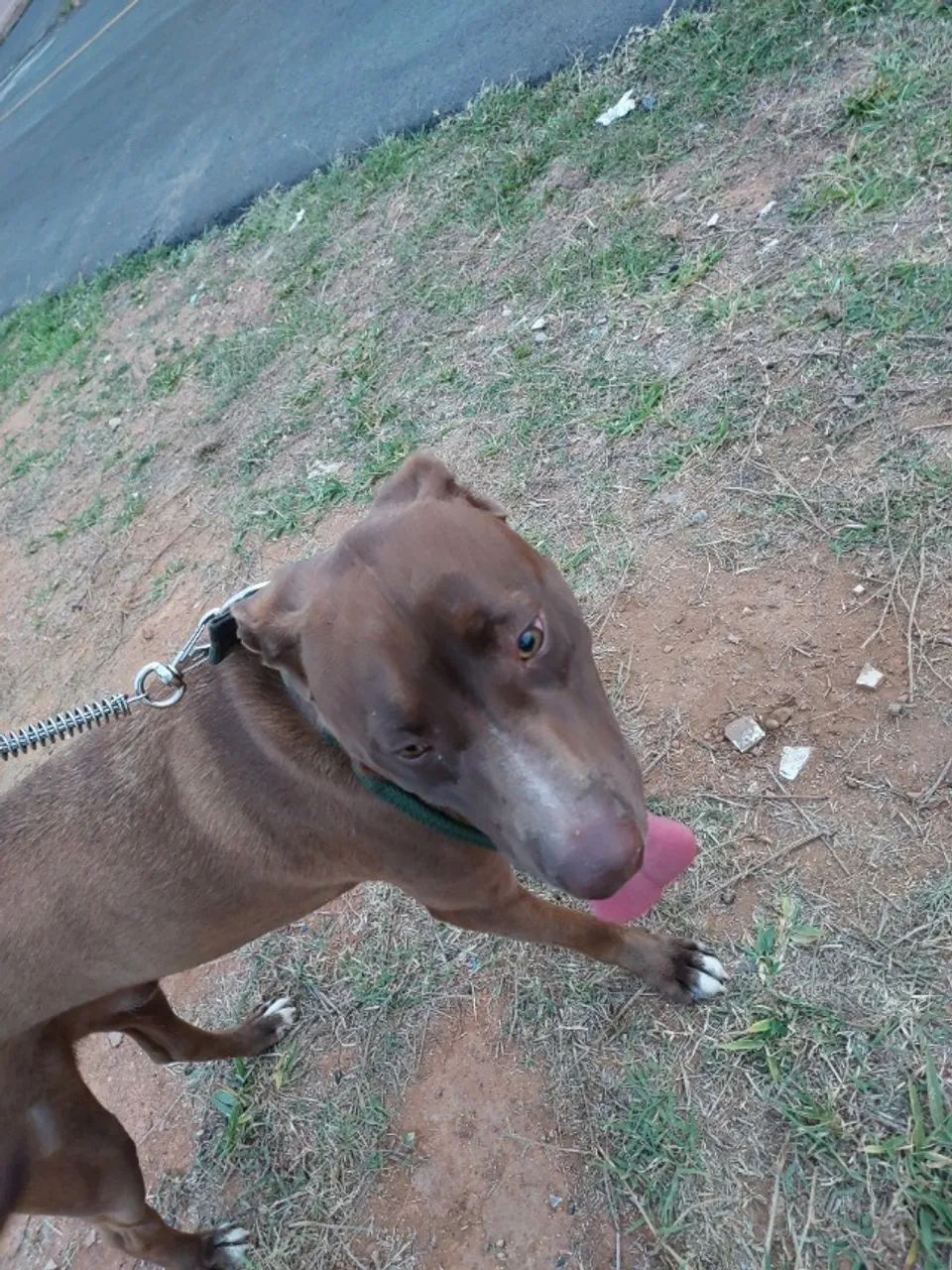 Pitt bull - Foto 4