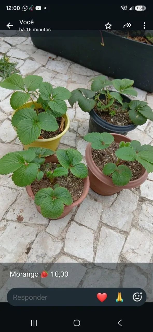 Mudas de Morango ?  - Foto 2