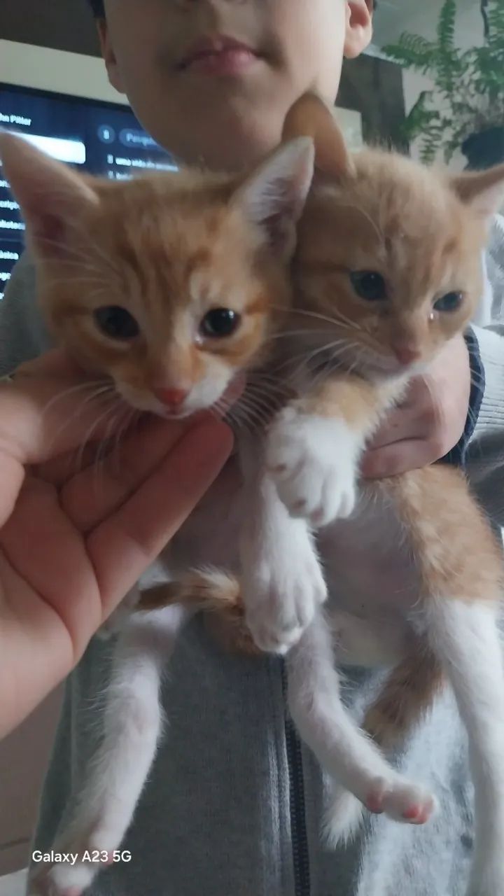 Gatos - Foto 2