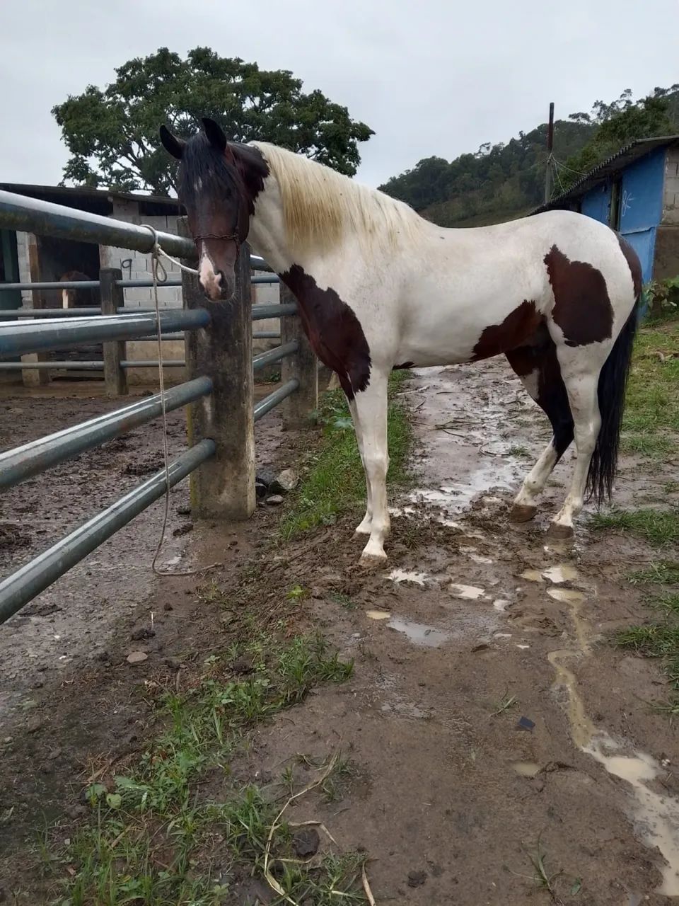 Cavalo Pampa de Preto