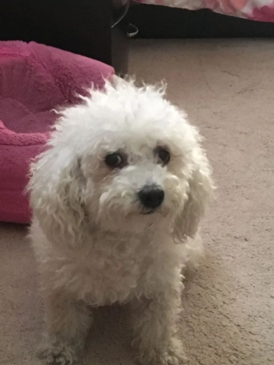 Poodle Toy - Foto 3