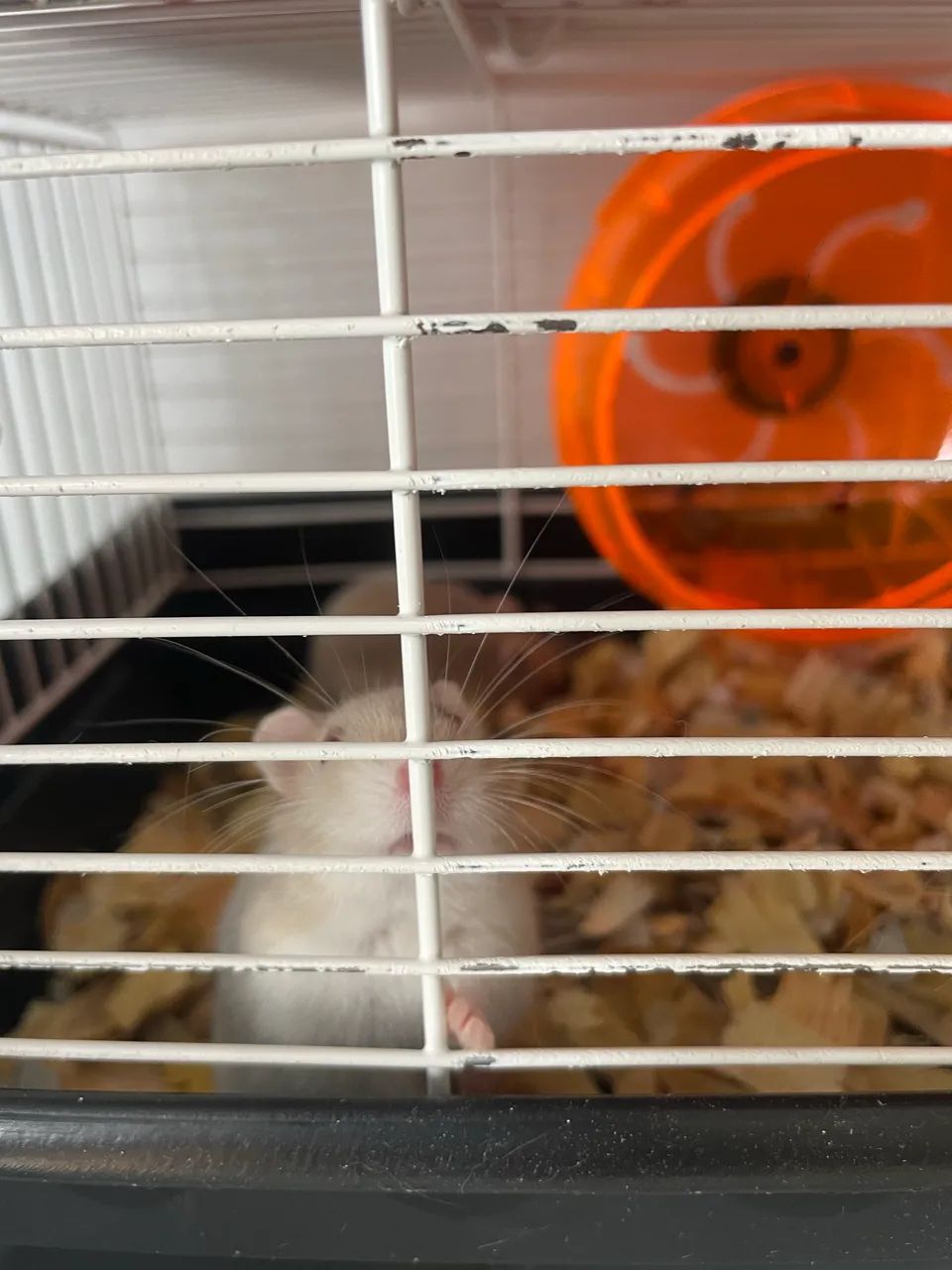 Hamister - Foto 4
