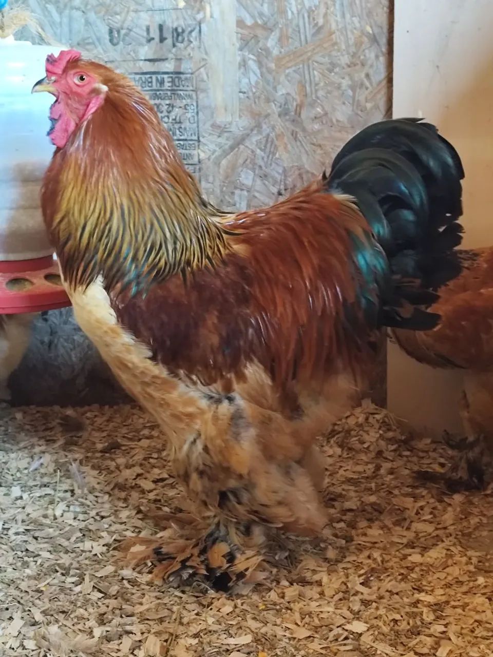 Galinhas da Raça Brahma  - Foto 2