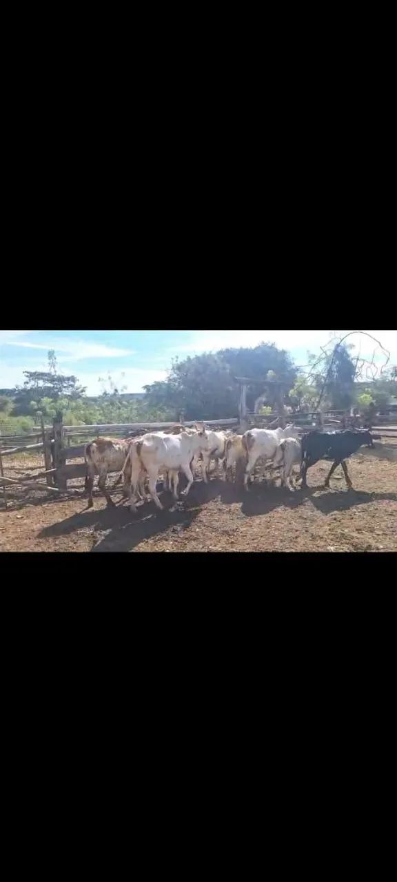 Novilhas neloradas  - Foto 3